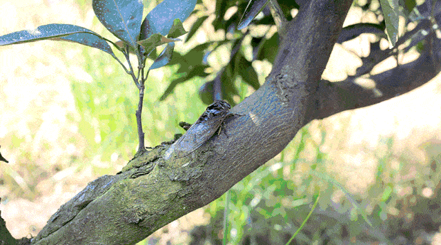 窗外知了蝉鸣想起了儿时村里的那些事