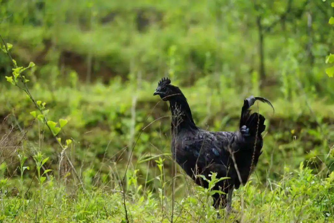 一县一业每日推介陕西略阳县乌鸡产业