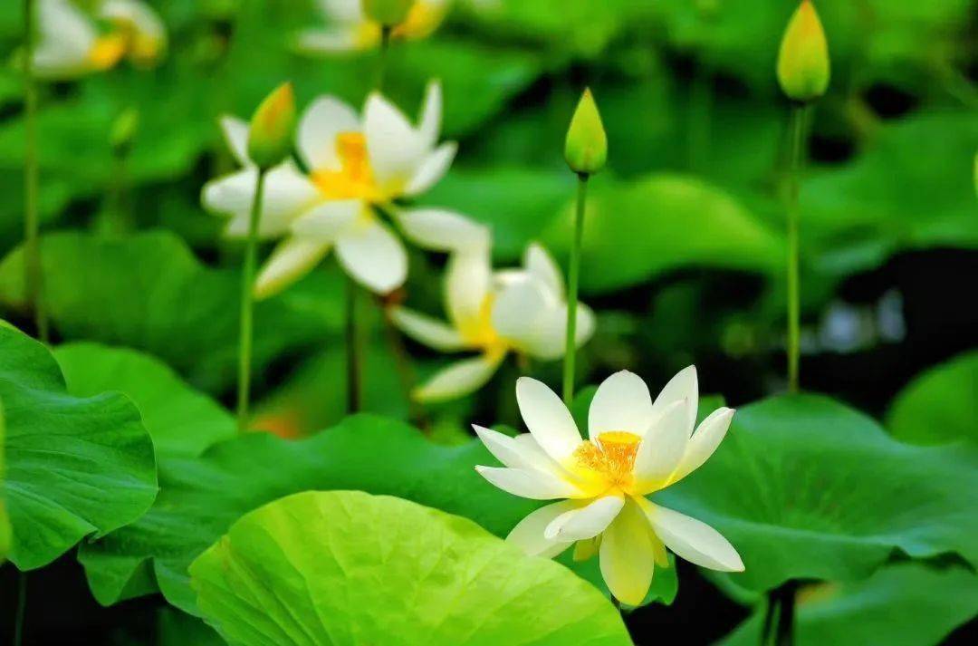 图:海阳发布 水阔雨萧萧,风微影自摇.徐娘羞半面,楚女妒纤腰.