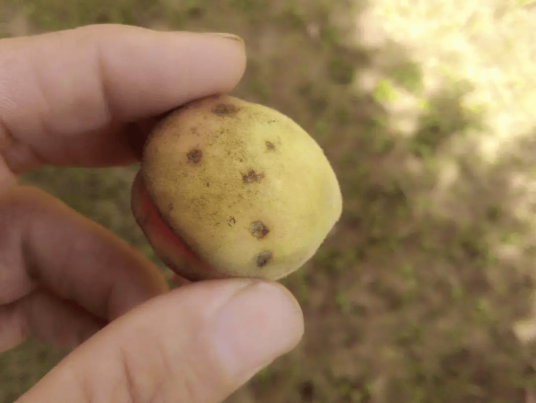 桃果四大病害,都是些狠角色!