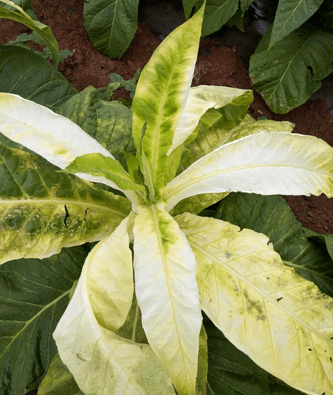 曲靖这里数千株烤烟面临绝收!,怀疑"问题农药"惹的祸!