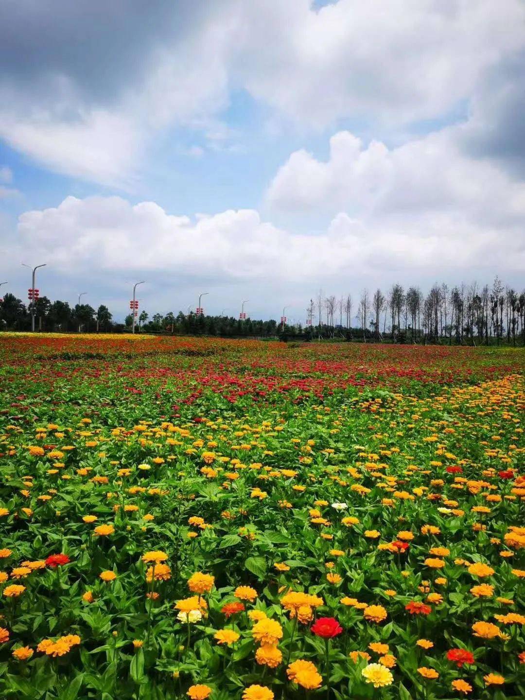 市区里的五彩花海!公交直达,赏花免费!