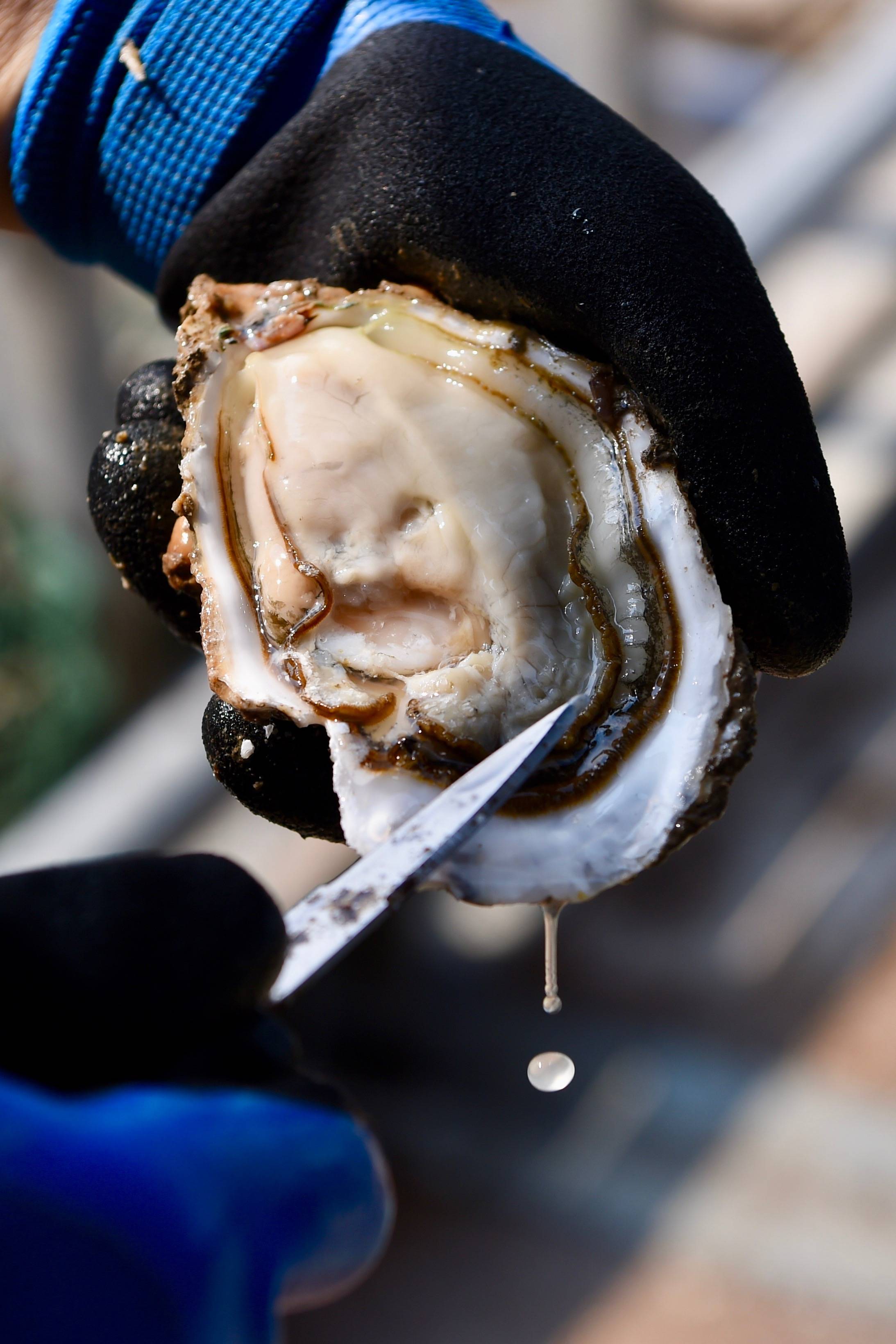 福建省霞浦县长春镇秋竹岗村养殖大户俞开明展示一粒成熟的三倍体生蚝