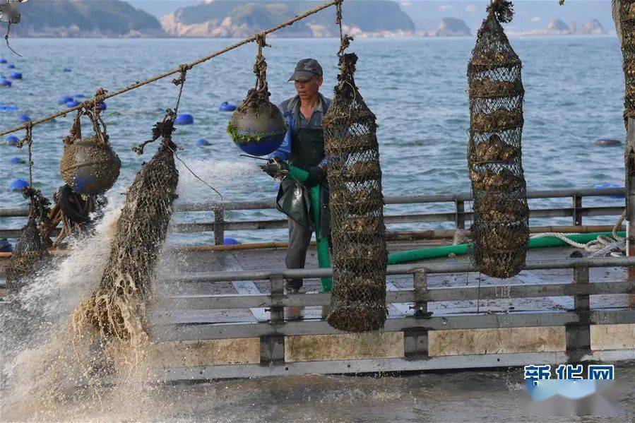 福建霞浦: 迈入"蚝"门能致富