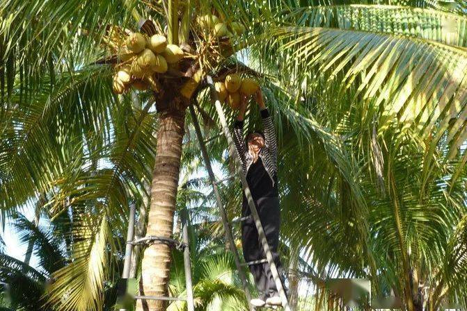 土层深厚,排水良好培育出的椰子健康美味新鲜采摘的椰青现摘现发第一