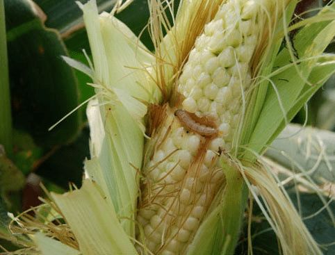 倍丰集团农化服务玉米穗期虫害防治技术