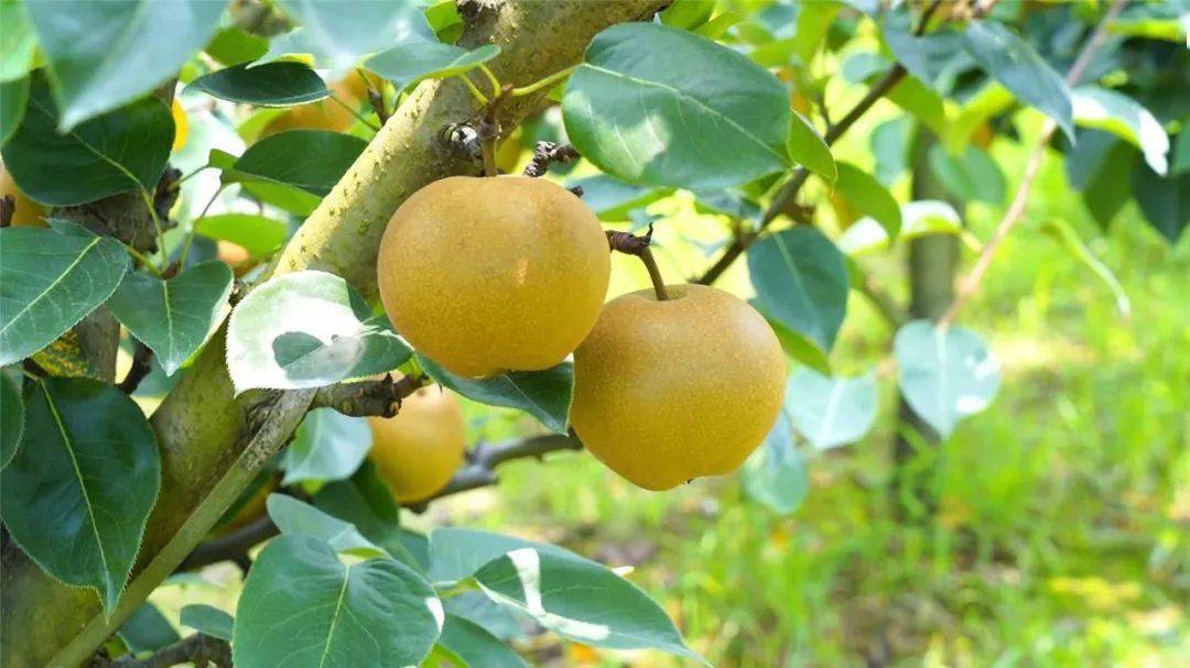 这份甜蜜的回报,龙游这个村值得享有~_黄花梨