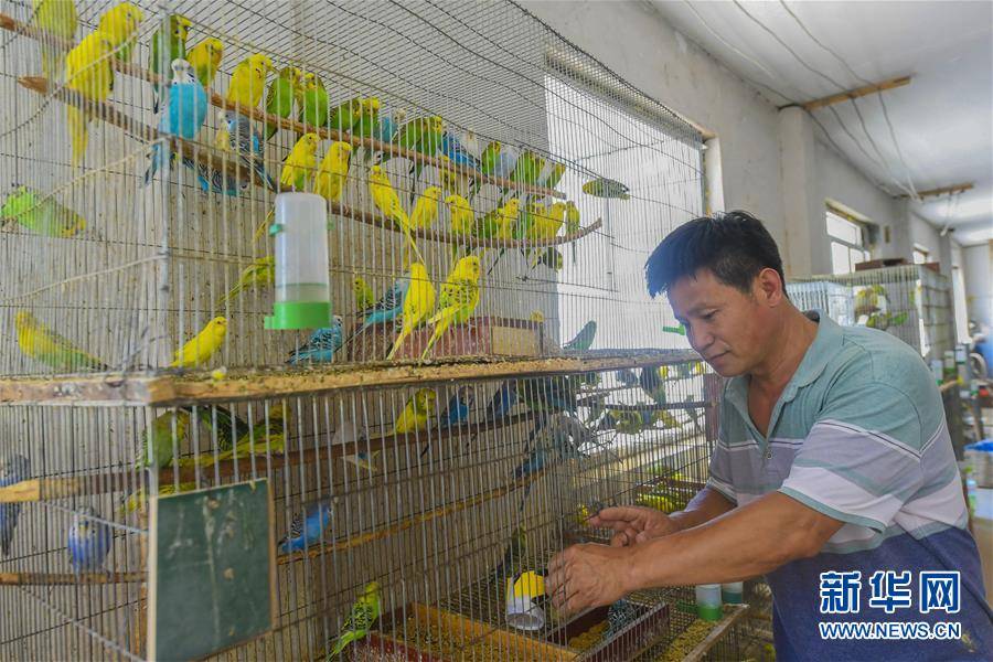 中国大型鹦鹉养殖基地图片