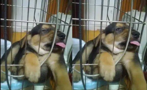 狗狗"嘴扒门缝"睡到嗨!伸舌头狂舔,网友:在喝奶?