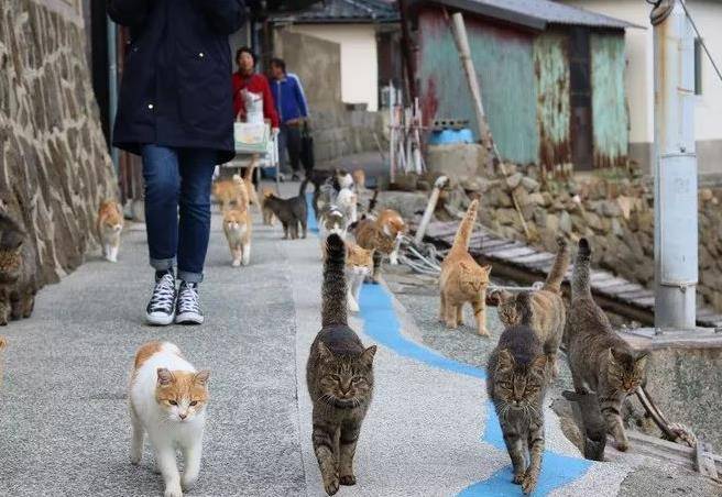 日本"猫奴"天堂,岛上猫咪泛滥成灾,它们从何而来?