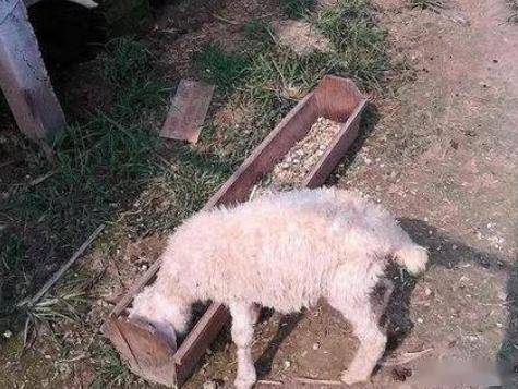 光吃不长的僵羊僵羊的治疗和僵羊的催肥方法