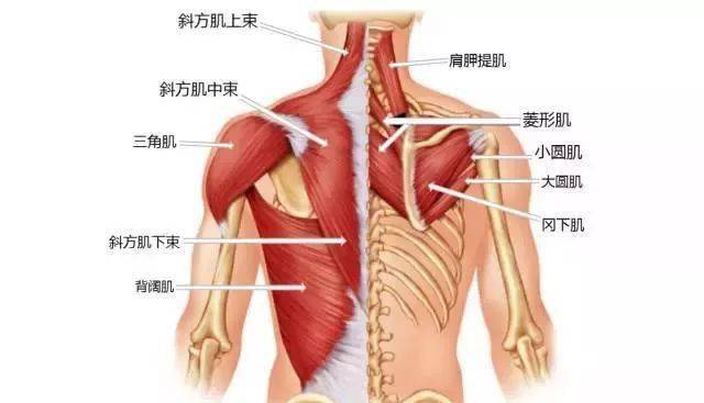 胳膊在哪个位置图图片