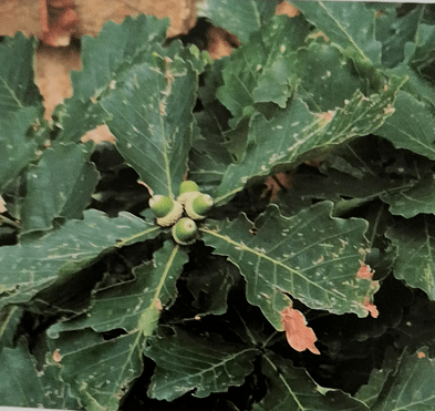 科屬:殼鬥科葉喬木;別名:蒙櫟,柞櫟,柞樹;蒙古櫟屬於國家二級保護植物