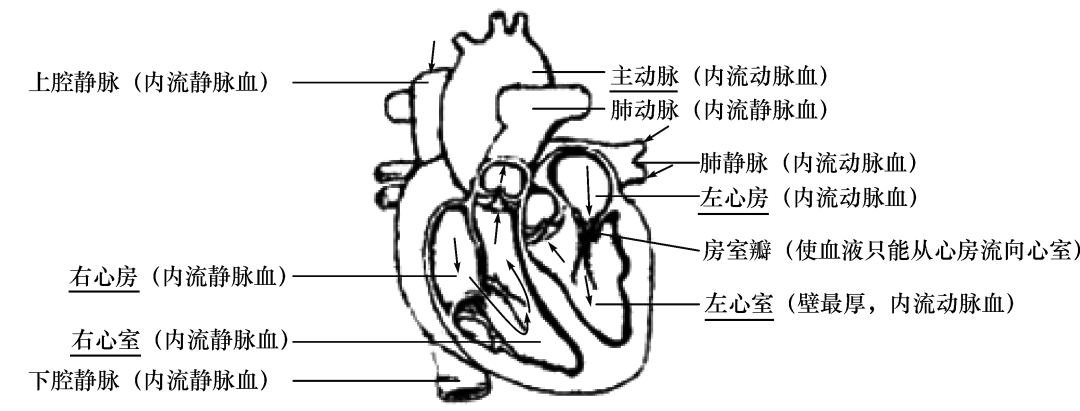 初中生物识图题常用结构示意图