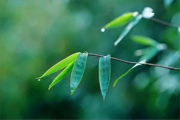 古琴|《竹山聽雨》一處安寧,一隅清幽_竹林