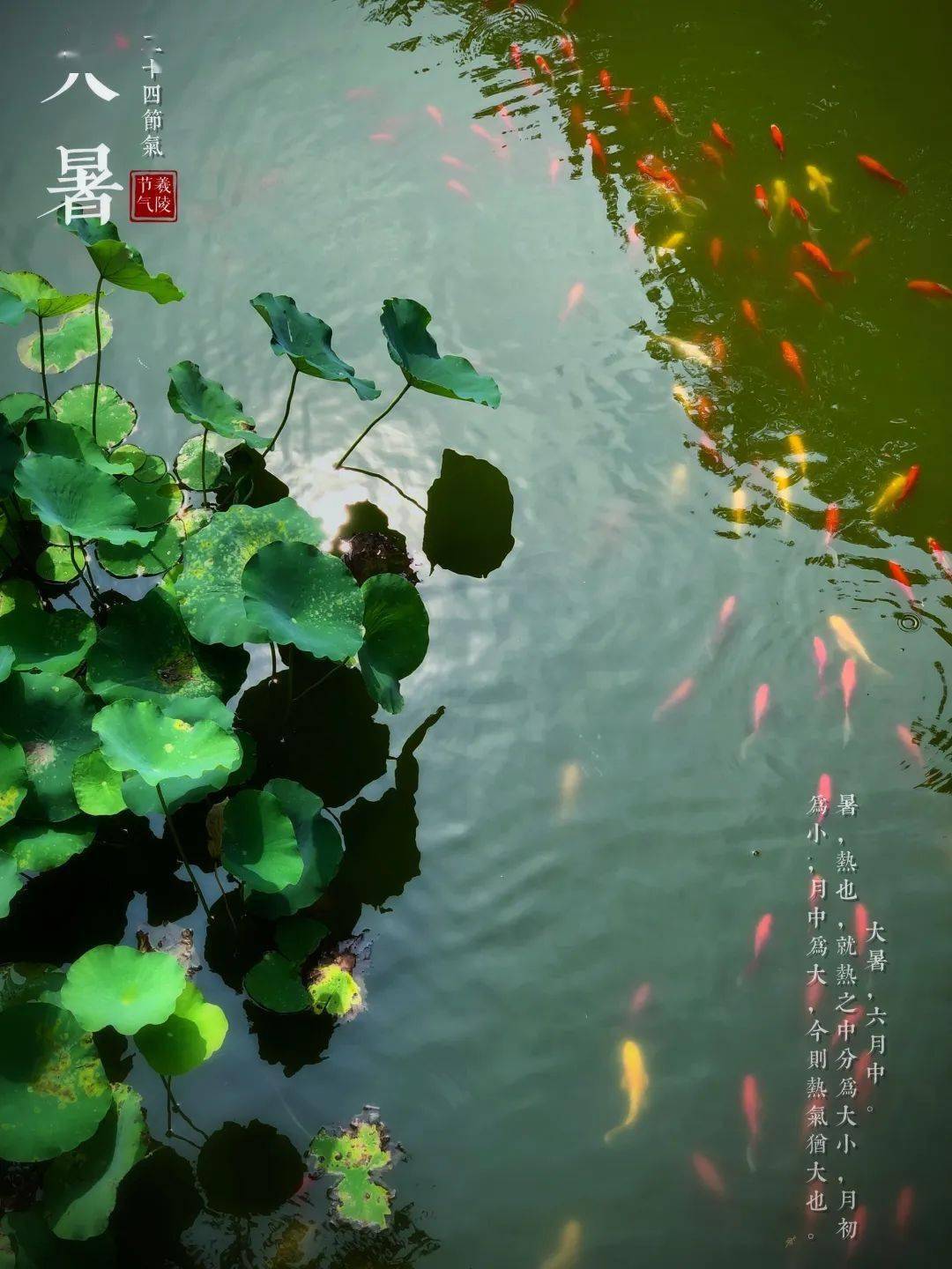 二十四节气丨大暑