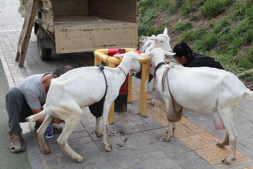 西安:奶羊坐车进城 夫妻现挤现卖_羊奶