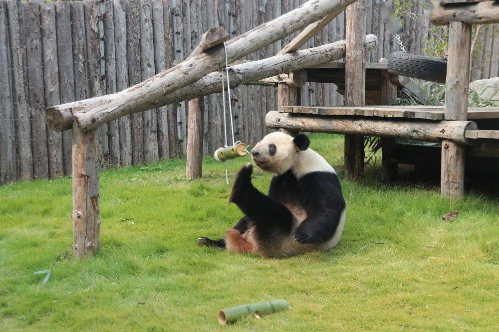 淮安動物園的大熊貓回老家了,下一次看到熊貓要等.