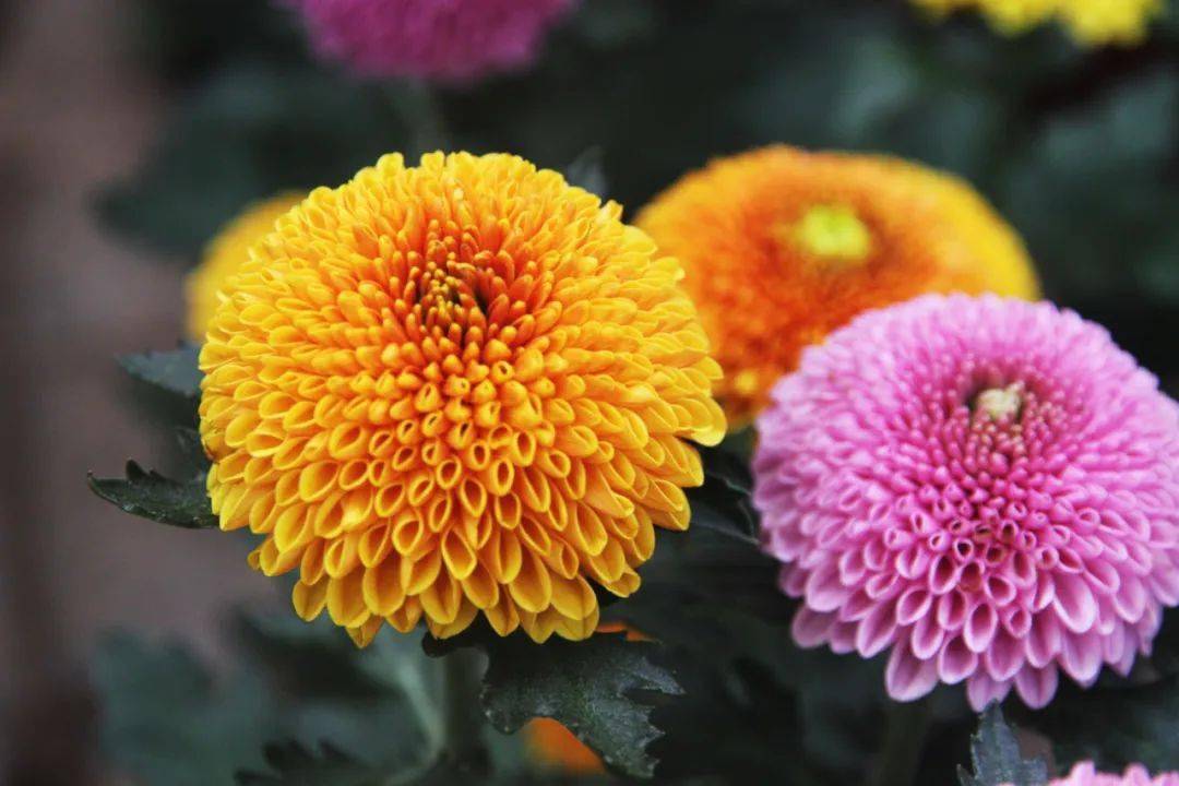 乒乓菊像太阳一样温暖治愈你心中所有的不美好