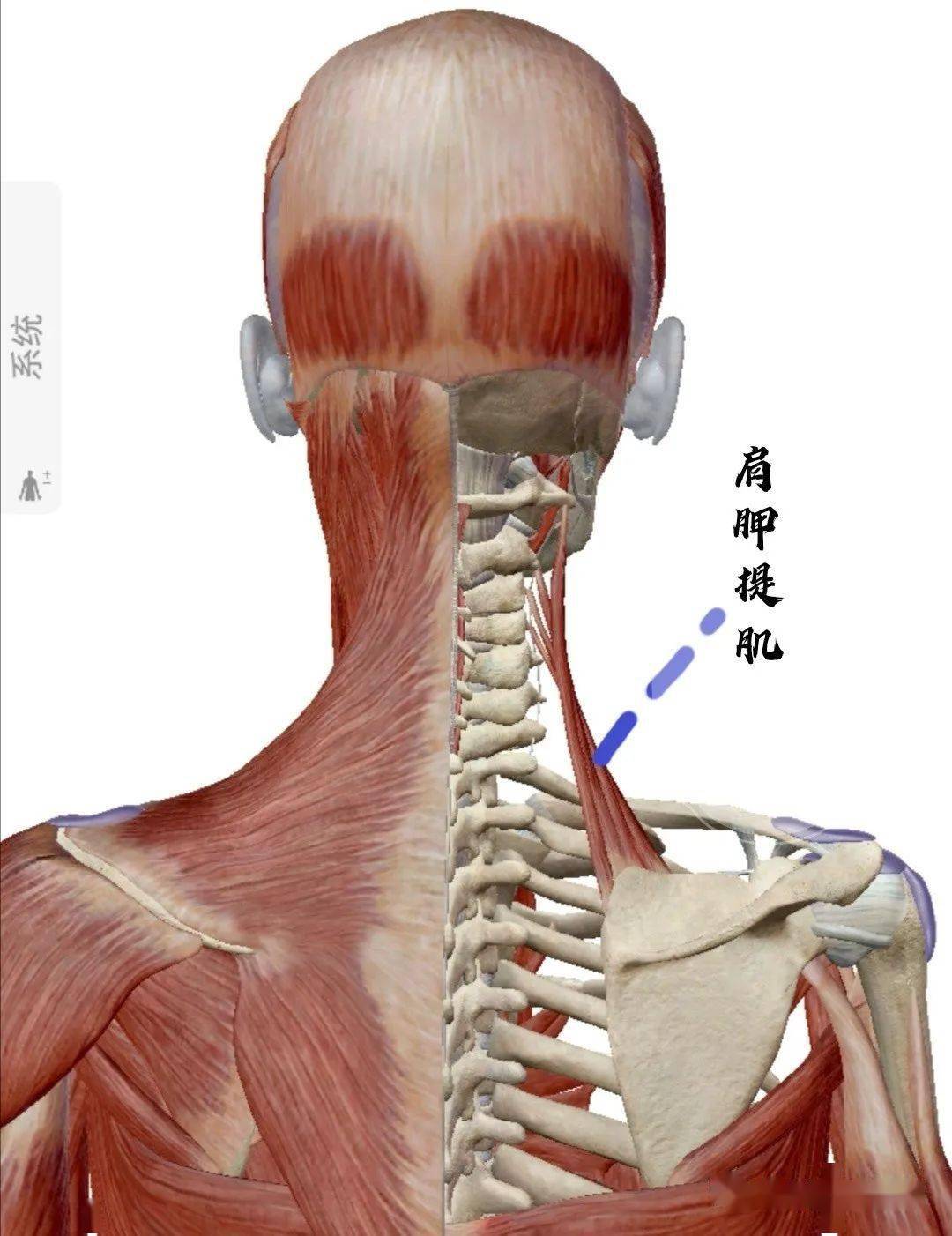 回眸一笑…啊,好痛!_肩胛