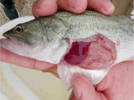 使用鲈鱼肝肠康健后,鲈鱼肝脏红润健康鱼体外部腐皮烂身症状消失,鱼体