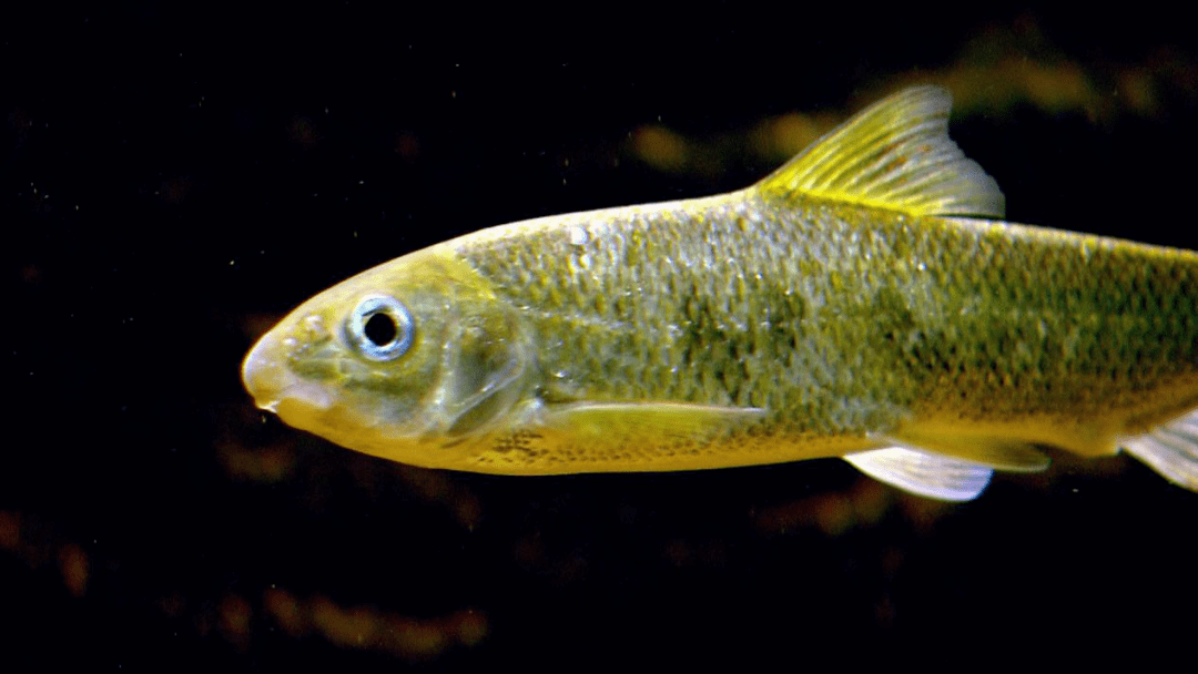 螭霖鱼就是它溪水里的一种小鱼这是泰山脚下(放心哦,不用爬山)带你看