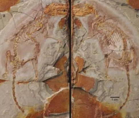 人类的祖先在恐龙时代居然是"老鼠"?难怪可以度过生物大灭绝!