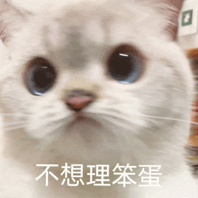 一只超可爱的大眼猫咪表情包合集!_萌化