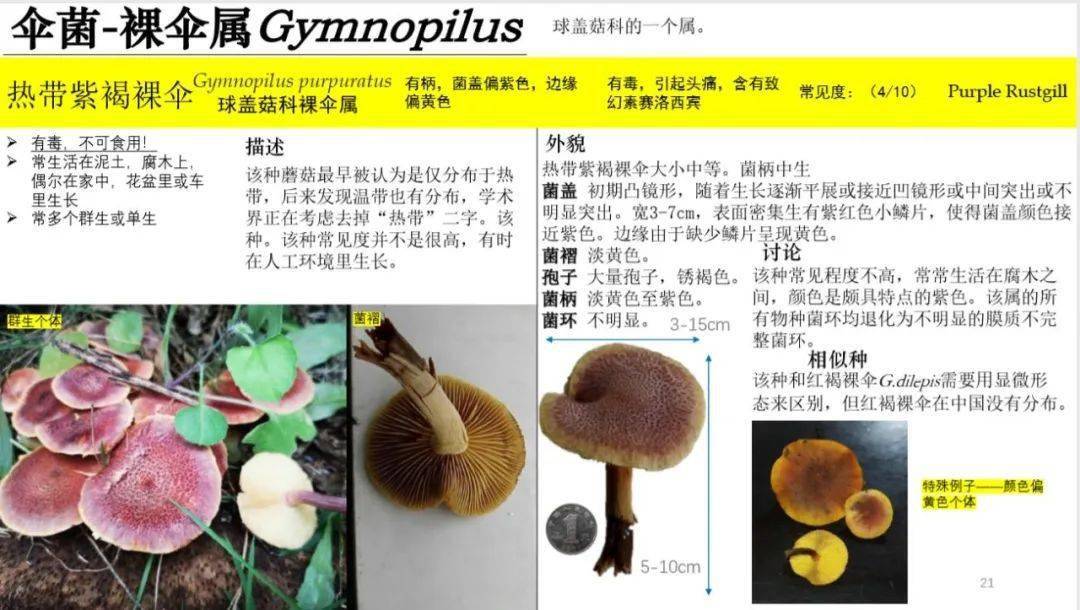 六年级学生做的《上海地区常见蘑菇识别手册》!拿去,不谢!