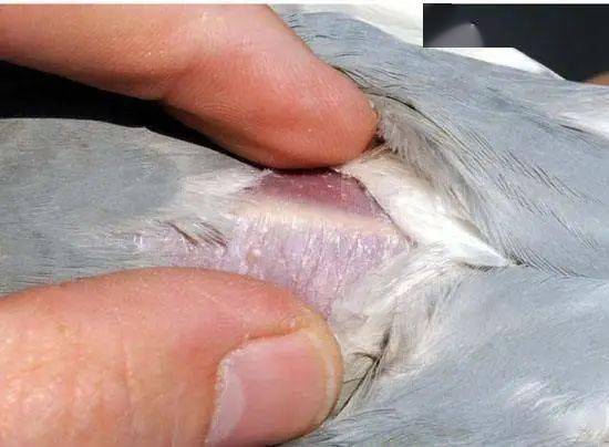 赛鸽毛滴虫的症状图片图片