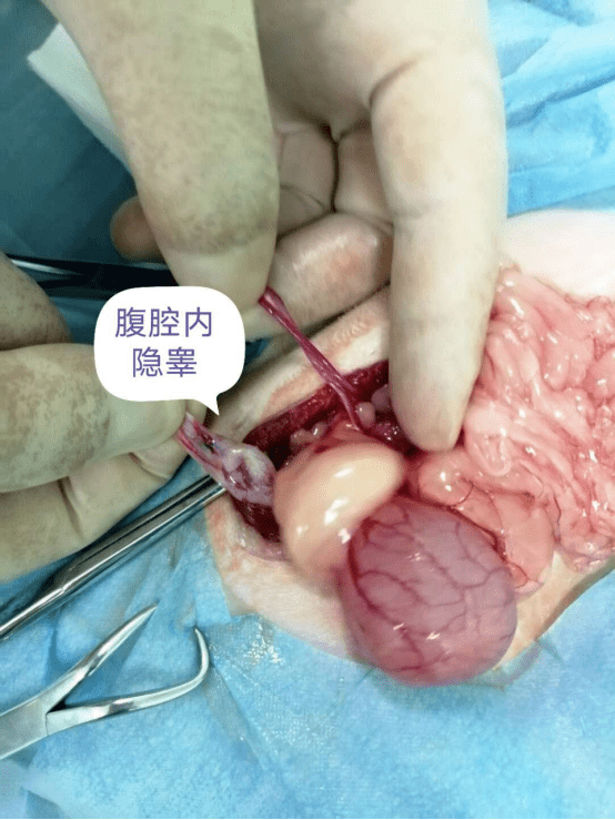 猫腹腔隐睾手术图谱图片