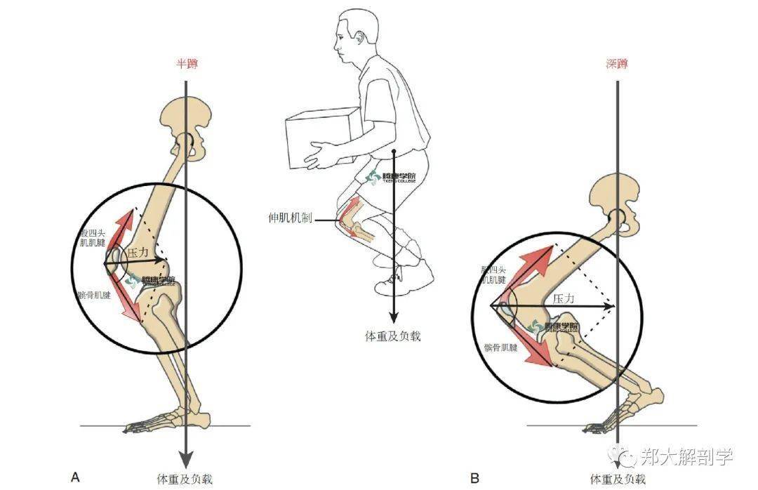 膝盖弯曲角度示意图图片
