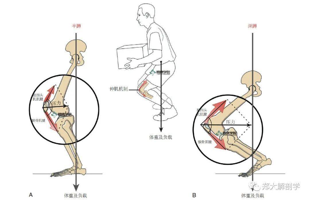 髌骨关节压缩力的两个因素股四头肌产生的力量膝关节屈曲的角度当膝