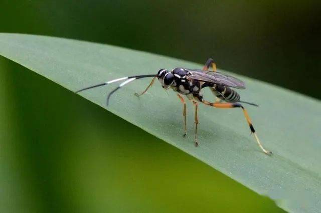 恐怖的寄生蜂,一口一口享用宿主,还让寄生对象给它当保镖