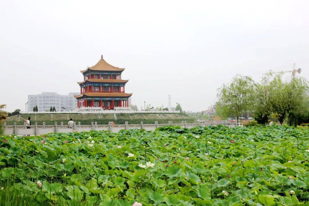你我相约荷处今年莲池赏荷正当时