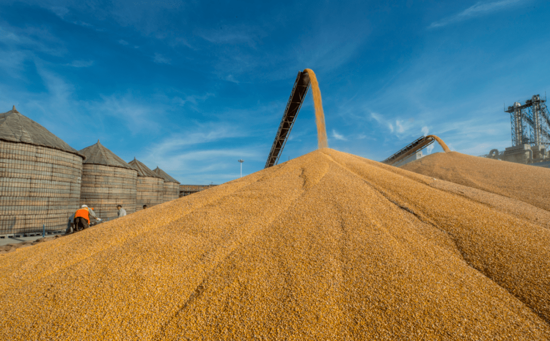 【执时代巨笔 绘如画四平】中国优质玉米之都