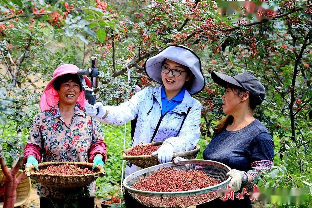 李旭春丨武都百万亩花椒丰收直播销售红红火火