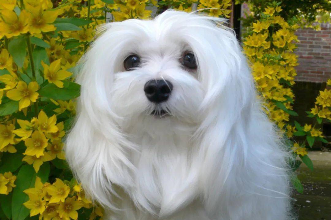 7kg母犬身高:20~25cm 母犬体重:2~2.