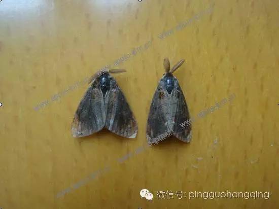 蛾幼虫黑星麦蛾幼虫红蜘蛛为害状(正面)黄斑卷叶蛾成虫黄斑卷叶蛾为害