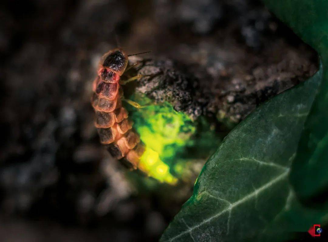 萤火虫幼虫真实照片图片