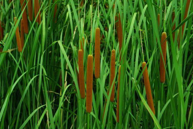 水边的"香肠草"蒲黄,原来是止血化瘀的良药