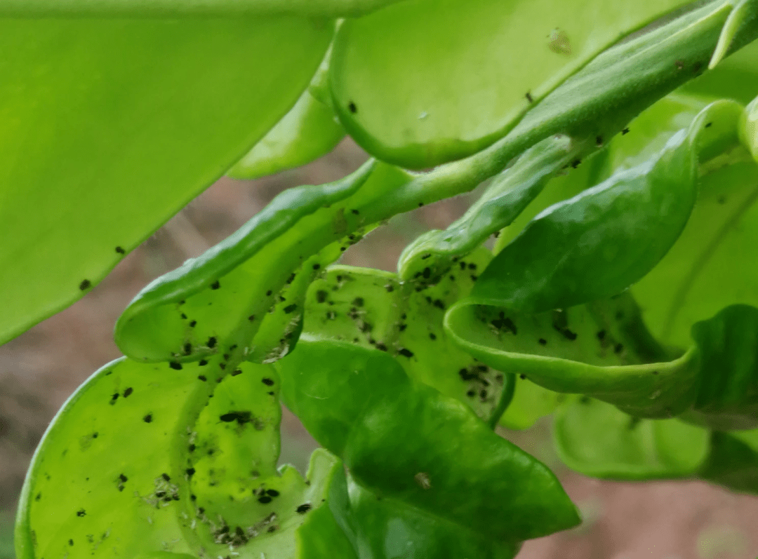 柑橘木虱高峰将至严防死守