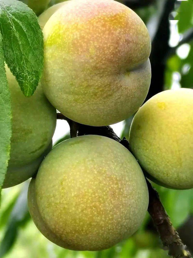 种下金蛋蛋收获钱串串叙永凤凰李畅销全国