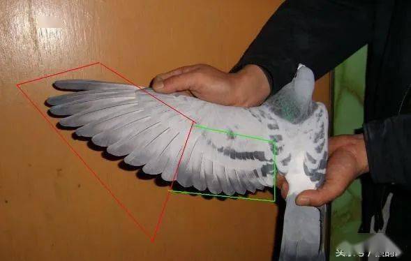 鸽子的副羽图解图片