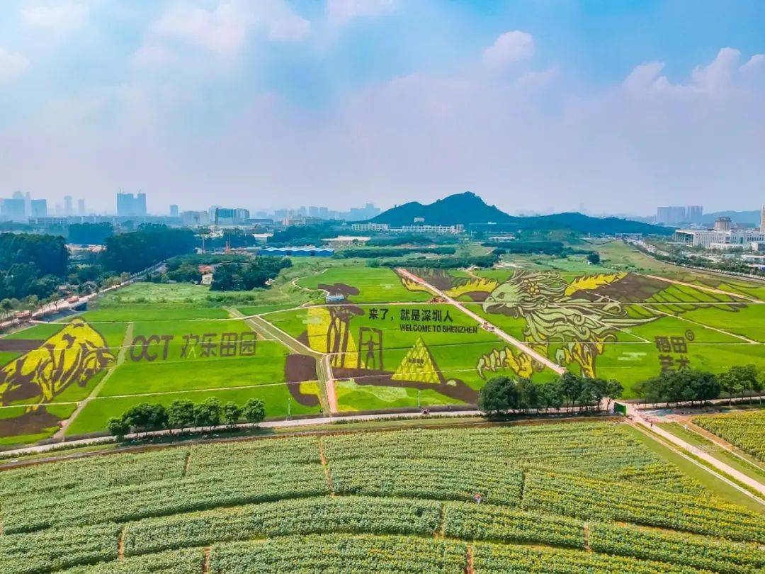 光明小鎮歡樂田園,大頂嶺綠道都成了網紅景點.