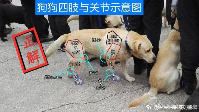 犬科动物没有反关节