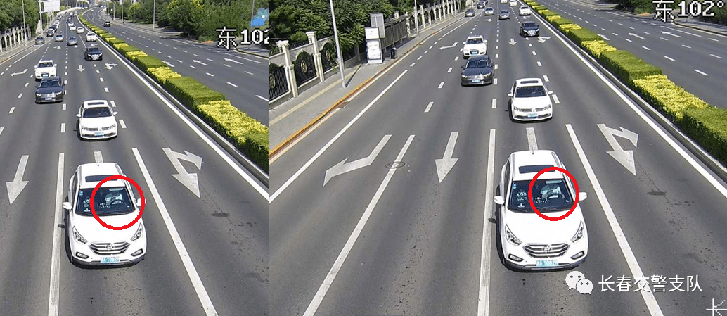 系安全带!礼让行人!咋就记不住呢?