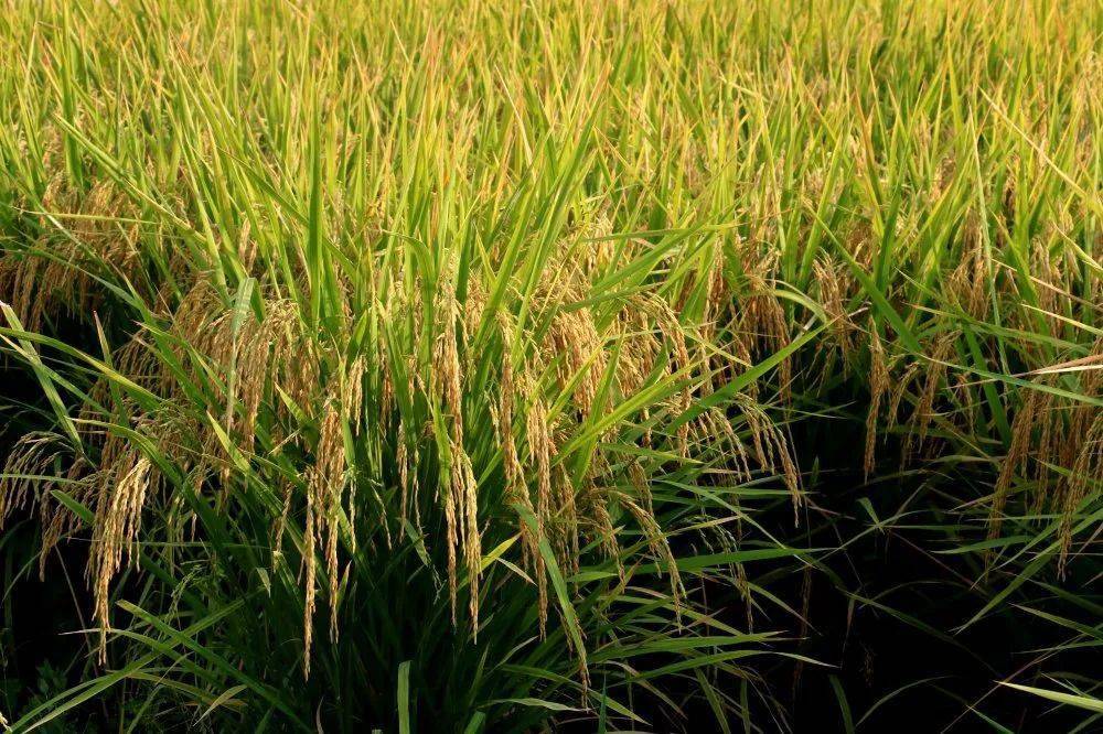 七月稻子熟,累累待丰收.