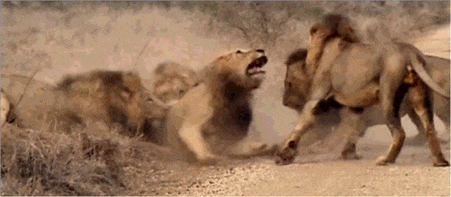 狮子捕猎动图图片