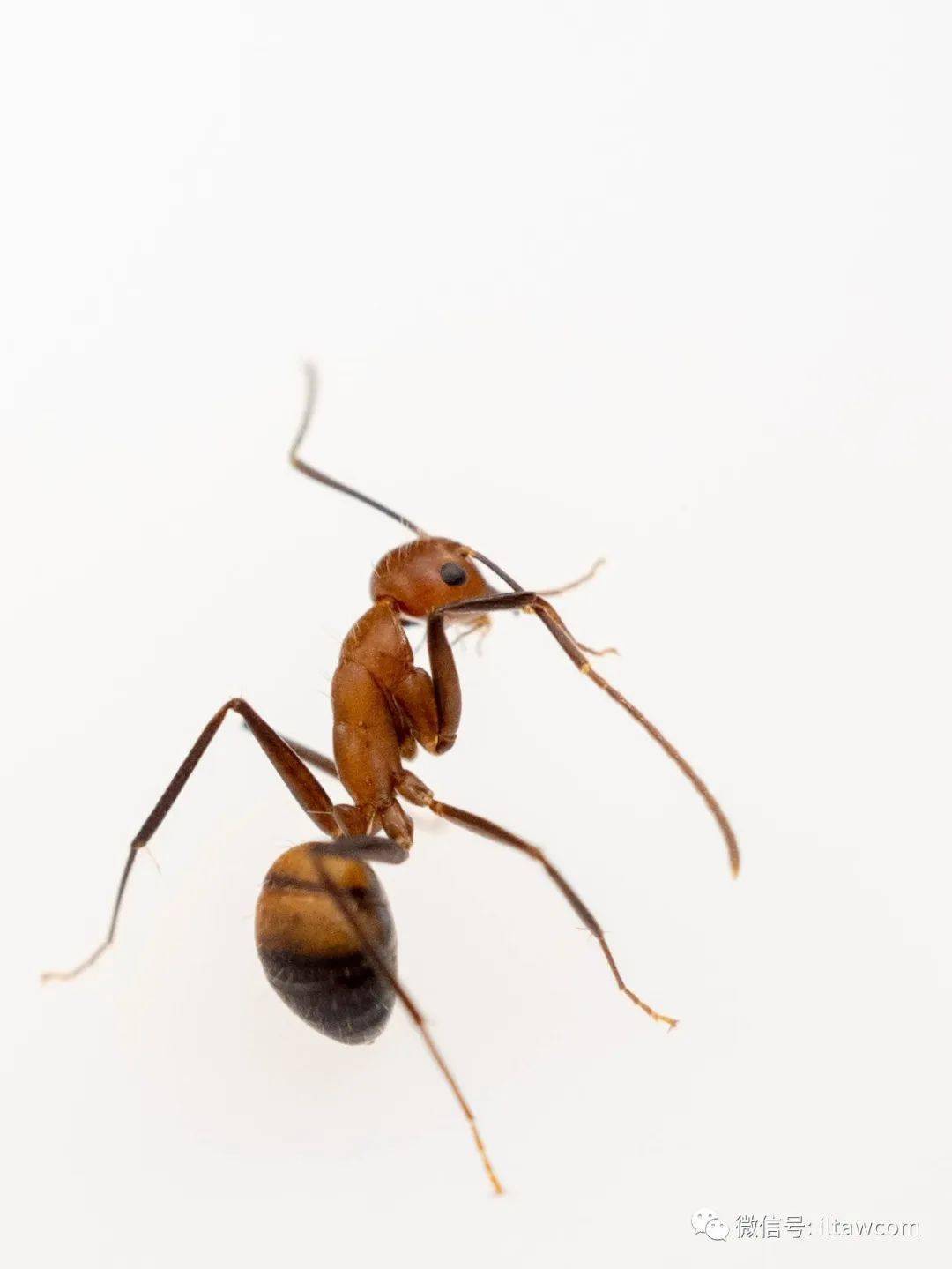 物种图册尼科巴弓背蚁公布37期猜动物的答案